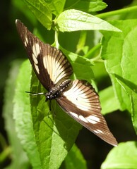 Pseudacraea lucretia