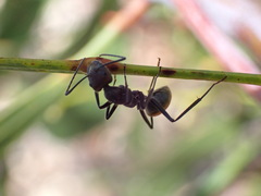Camponotus suffusus