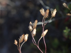 Pleurocoronis laphamioides