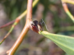 Camponotus suffusus