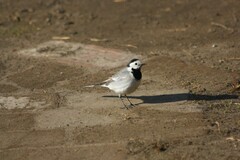 Motacilla alba
