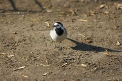 Motacilla alba