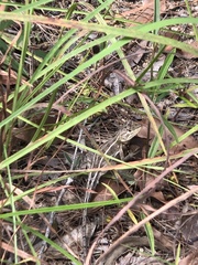 Diporiphora australis