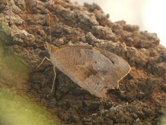Heteronympha merope