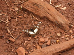 Pseudacraea lucretia