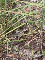 Diporiphora australis