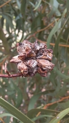 Dasineura glomerata
