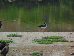 Himantopus mexicanus melanurus