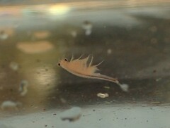 Eubranchipus oregonus