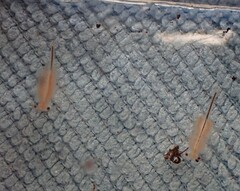 Eubranchipus oregonus