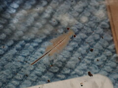 Eubranchipus oregonus