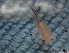 Eubranchipus oregonus