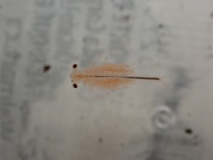 Eubranchipus oregonus