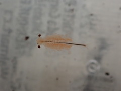 Eubranchipus oregonus