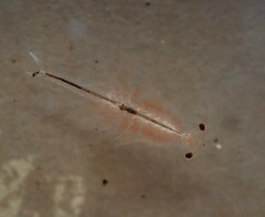 Eubranchipus oregonus