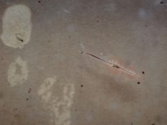 Eubranchipus oregonus