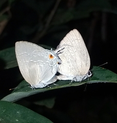 Strephonota tephraeus