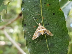Margarosticha sphenotis