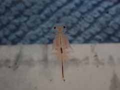 Eubranchipus oregonus