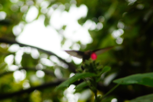 Phaethornis mexicanus