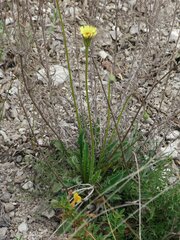 Leontodon biscutellifolius