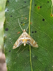 Margarosticha sphenotis