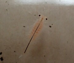 Eubranchipus oregonus