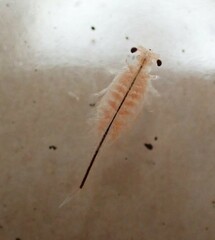 Eubranchipus oregonus