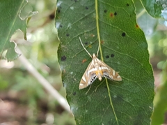 Margarosticha sphenotis