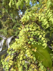 Lygodium microphyllum