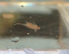 Eubranchipus oregonus