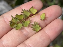 Lygodium microphyllum