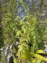 Lygodium microphyllum