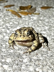 Anaxyrus terrestris