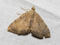 Chrysolarentia mecynata