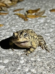 Anaxyrus terrestris