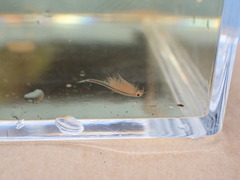 Eubranchipus oregonus