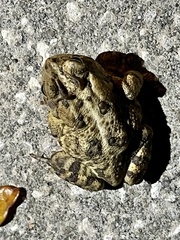 Anaxyrus terrestris