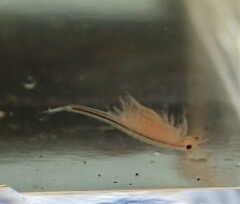 Eubranchipus oregonus