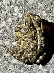 Anaxyrus terrestris