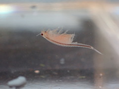 Eubranchipus oregonus