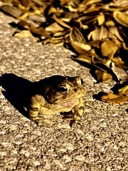 Anaxyrus terrestris