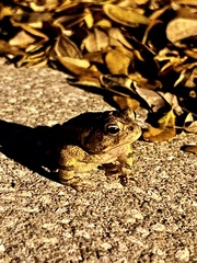 Anaxyrus terrestris