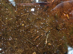 Eubranchipus oregonus