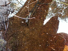 Eubranchipus oregonus