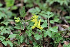 Corydalis pallida
