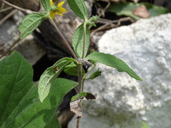 Wedelia acapulcensis