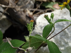 Wedelia acapulcensis