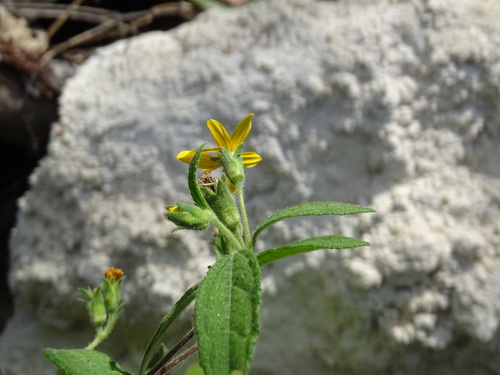 Image of Wedelia acapulcensis by (c) Alexis López Hernández, some rights reserved (CC BY)