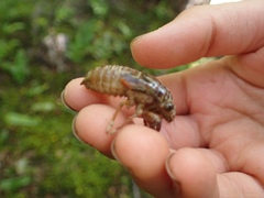 Amphipsalta